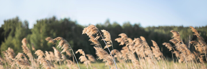 Pampas grass on the river in summer. Natural background of golden dry reeds against a blue sky. Selective focus. Banner