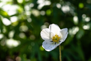 A white flower on a green background..