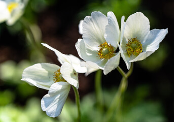 Three white anemones on a green background..