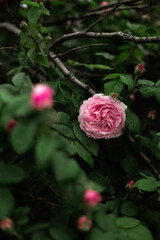 pink roses at the garden