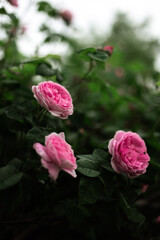 pink roses at the garden