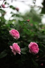 pink roses at the garden