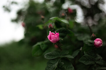 pink roses at the garden