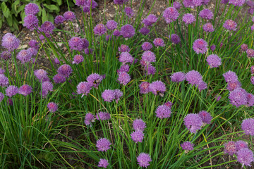 Full frame image of chives growing with pink purple blooms