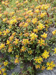 Obraz premium Sedum kamtschaticum floriferum 'Weihenstephaner Gold' ou orpin du Kamtschaka, plante ornementale à fleurs étoilées jaune brillant, calices rouges, aspect cuivré, feuillage vert sombre et pourpre