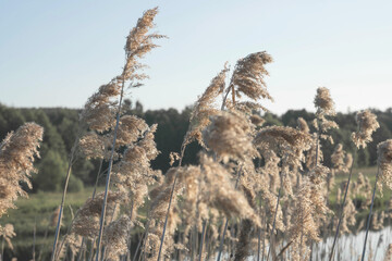 Pampas grass on the river in summer. Natural background of golden dry reeds against a blue sky. Selective focus.