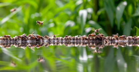 Apiculture - Groupe d'abeilles buvant dans un bassin rempli d'eau