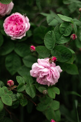 pink roses at the garden