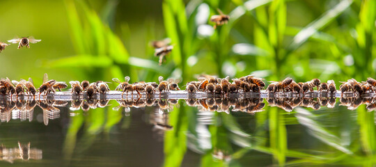Apiculture - Groupe d'abeilles buvant dans un bassin rempli d'eau - obrazy, fototapety, plakaty