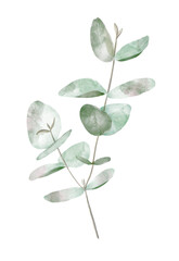Watercolor Eucalyptus Branch. Hand painted floral illustration of plant with transparent green and light violet Leaves. Graphic design for wedding greetings or wallpapers