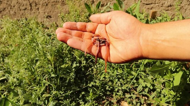 earthworms.
reddish gray colored common earthworm or night crawler on farmer hand, Their digestive processes turn organic matter into soil, earthworm and healthier soil that suitable for planting.