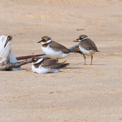 Three small birds called the Big-billed plover on a sandy beach. Greater Sand Plover-Charadrius leschenaultii