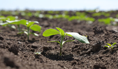 First spring shoots of green sprouts of sunflower on farm field.