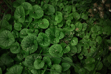 fresh green grass on the ground