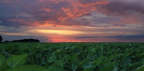 Green field of sunflowers against background of sunset evening red sky.