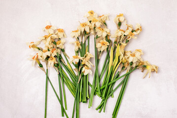 Withered Daffodil Flower on Light Gray Background Top View Horizontal