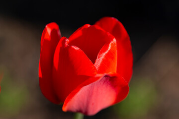 Red tulip close-up. A blooming red flower. Selective focus.The concept of flowering.