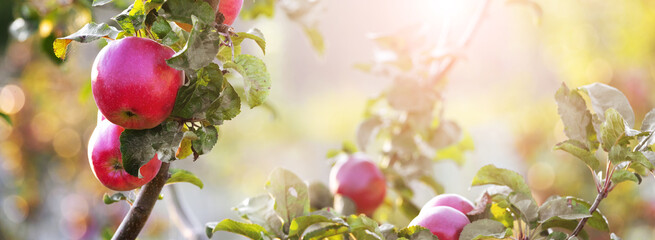 Red ripe apples in the garden on a tree in sunny weather, panorama