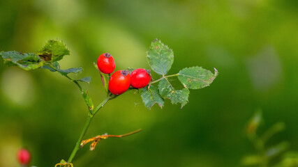Obraz premium Red rose hips on bushes in forest on blurred background