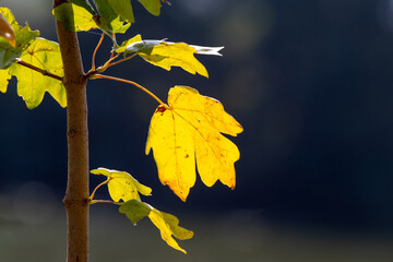 Obraz premium Autumn colorful leaves on a dark background in sunny weather