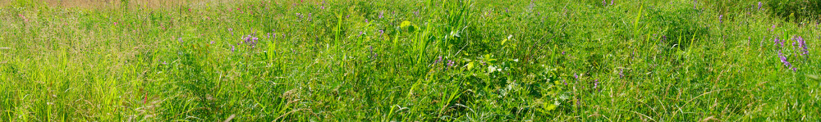 Summer meadow with flowers and fresh green grass. Soft Focus
