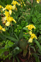different flowers growing on the field