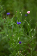 different flowers growing on the field