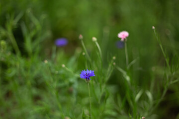 Obraz premium different flowers growing on the field