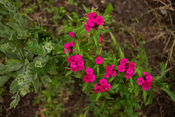 different flowers growing on the field