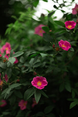 different flowers growing on the field