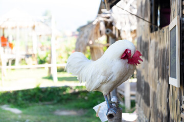 Free range of white hen hiding head with green blurred background. Nature and animal
