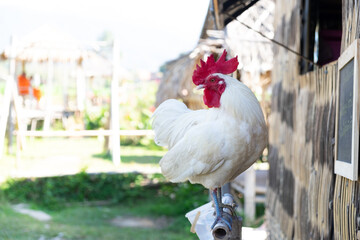 Free range of white hen with green blurred background. Nature and animal