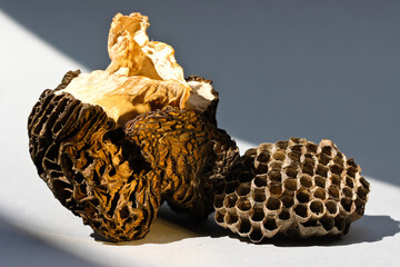 Still life with dry light morchella and wasp nest