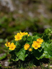 A group of kingcups on a sunny day in summer