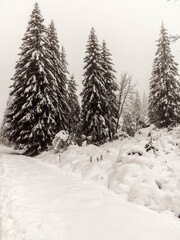 Retro Style Winter Countryside Photography. Foggy Winter Landscape with Trees Covered with Snow. Low Dark Clouds and Fog Over the Snowy Trees. Tatras, Poland. 