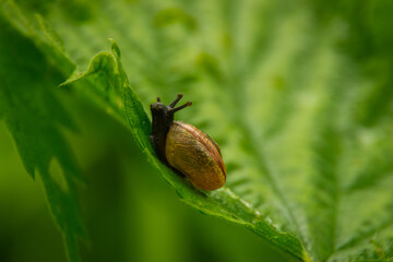 a little snail crawling on a leaf 