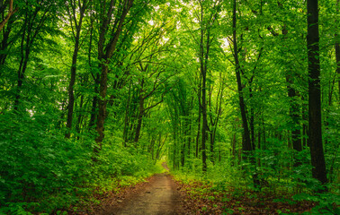 Fototapeta na wymiar forest road along green trees 