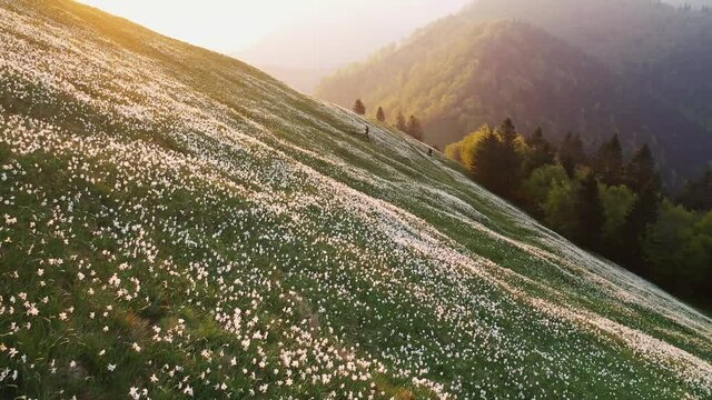 Flying over a field of daffodils in spring on a beautiful morning. A sunrise in the hills and mountains.