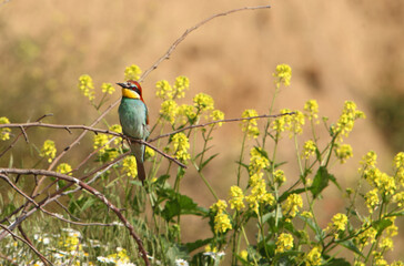 
European Bee-eater (Merops apiaster) in natural habitat