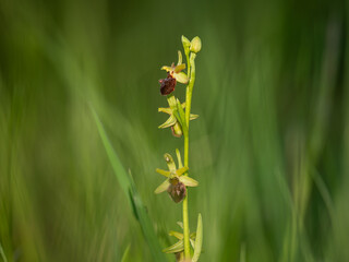 An early spider orchid on a sunny morning in spring