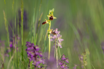 An early spider orchid on a sunny morning in spring