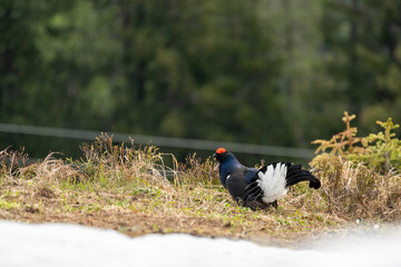 the courtship dance of a black grouse, lyrurus tetrix, at the morning on the mountains in spring