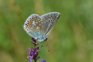 Fototapeta na wymiar Common blue butterfly, Polyommatus icarus. Closeup of a Common Blue butterfly resting in a meadow
