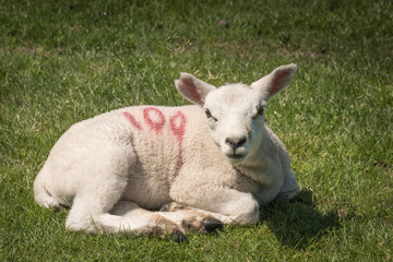Naklejka na ściany i meble Newly born lamb in a field