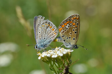 Obraz na płótnie Canvas Mating Polyommatus icarus. A pair of Close Up beautiful Lovely mating Common Blue Butterflies