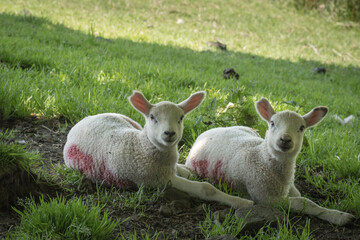 Fototapeta premium Two young lambs under a tree