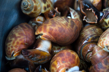 Babylonia areolata on bowl for make seafood.