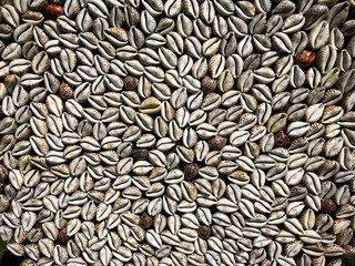 Small cowry shells