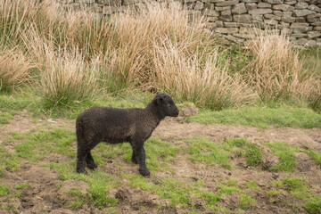 One black lamb in a field
