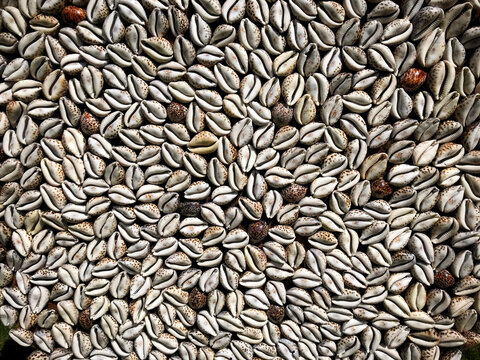 Small cowry shells